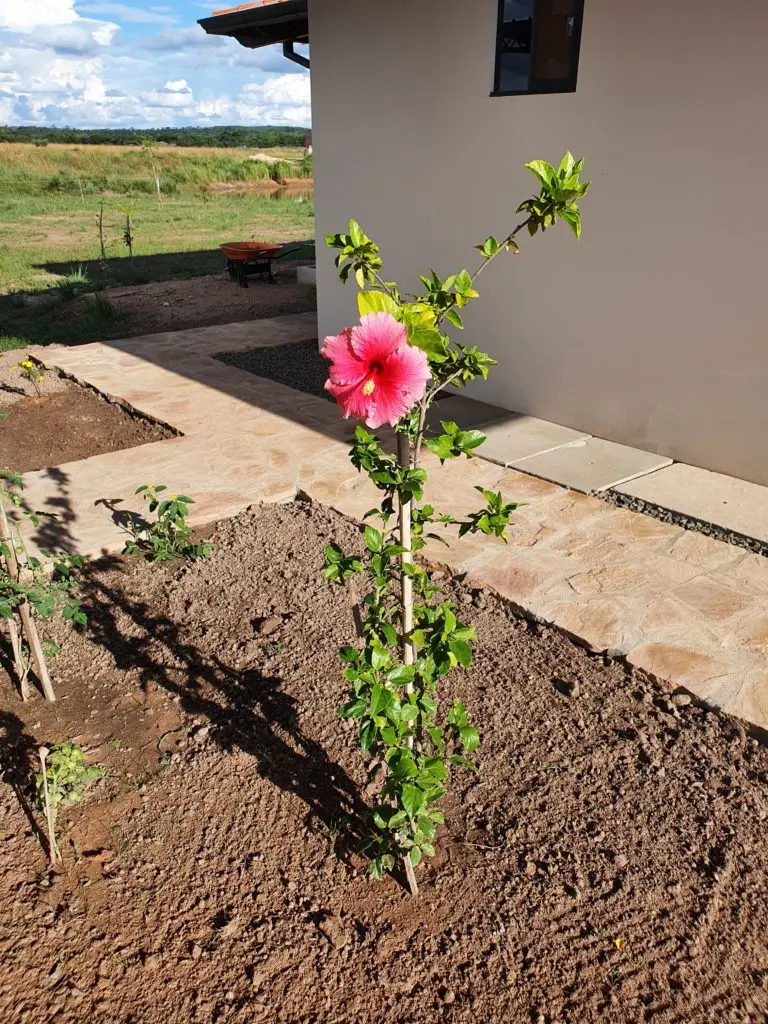 Hibisco